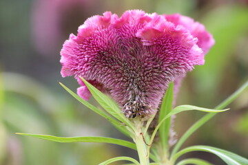 Wall Mural - Colorful celosia cristata flower in garden, pink cockscomb flower.