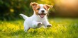 © Natawut - Happy Jack Russell Terrier puppy running through vibrant spring green grass, puppy, dog, happy, joyful, playful