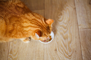 Adorable purebred kitty standing with close up to white bowl with feed and looking at it on gray background on wooden floor on kitchen. Cute purebred kitten going to eat.