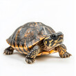 © agrus_aiart - turtle isolated on white background