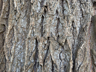 Abstract background. Structure of old tree bark