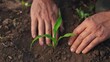 © maxximmm - The farmer plants corn sprouts in his field. agriculture a business farm concept lifestyle. Hand plants corn sprout. farmers hand inspects and strokes green corn sprout close-up examining seedlings