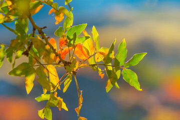 closeup red dry tree branch in a forest, beautiful natural autumn background