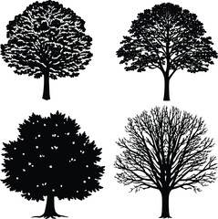 highly detailed linden tree silhouette vector