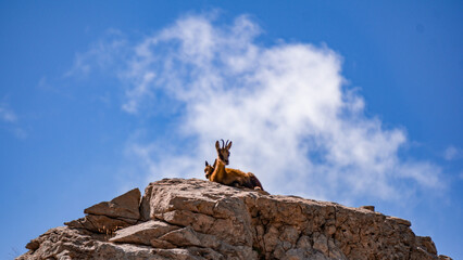 two wild chamois standing on rocky terrain against a backdrop of a blue sky with clouds. the scene h