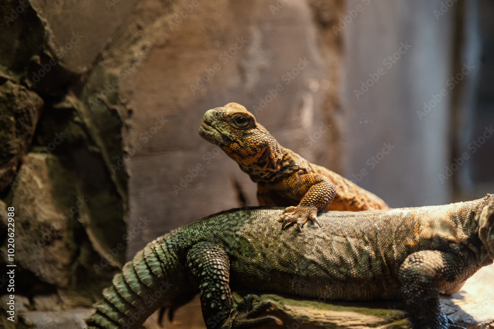 Smooth Scales Unusual tropical reptile. From the snake family. Smooth scales. An ...