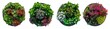 © IULIIA - Top view of four round flower beds with various green plants and colorful flowers isolated on a white background