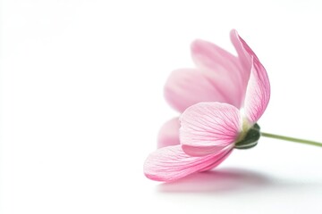 Poster - A single pink flower sits on a white background, ideal for designs and presentations