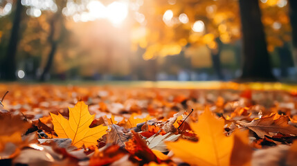Orange Fall Leaves in Park, Autumn Natural Background: A natural background of orange fall leaves in a park setting, capturing the essence of autumn.