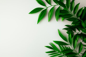 Wall Mural - Fresh green leaves gracefully extend across a pristine white background, embodying a sense of calm and vitality, perfect for enhancing any creative project