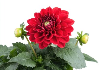 Poster - Close-up shot of a red flower with green leaves, suitable for nature or botanical illustrations