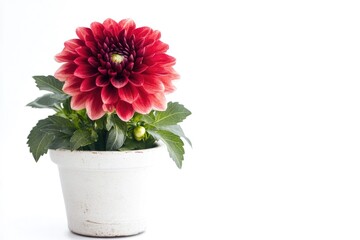 Poster - A single red flower sits in a white ceramic pot on a table, simple and elegant