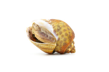 Roasted Sweet shellfish isolated on white background. Fresh seafood.