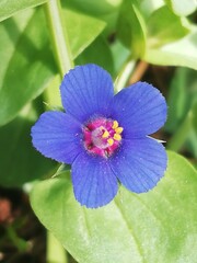 Anagallis arvensis. Pequeña hierba con flor azul. 