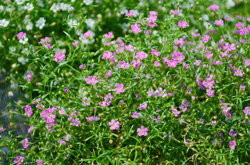 Wall Mural - gypsophila flowers are in full bloom. small petals are beautiful together.
