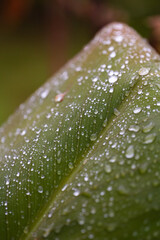 The macro photograph showcases crystal-clear water droplets glistening on the surface of green leaves. 