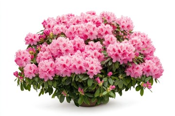 Poster - Potted plant with bright pink flowers against a clean white background, perfect for home decor or design projects