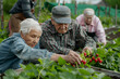 © maxcol79 - Elderly pensioners at their dacha doing agricultural work, harvesting strawberries in the garden, realistic photo