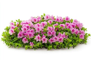 Poster - A bouquet of pink flowers on a clean white surface, ideal for decoration or still life photography