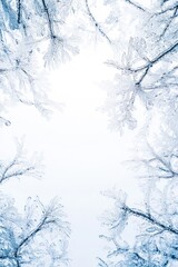 Canvas Print - A dense forest covered in snow, featuring numerous tall trees