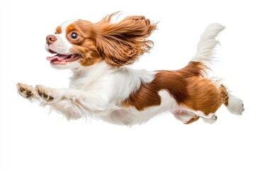 Poster - A brown and white dog jumping up into the air, tail wagging
