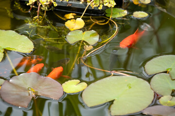 close-up of goldfish (Carassius auratus) swimming amongst lily pads