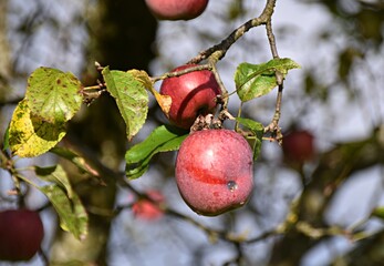 ripe red apples hanging on a tree branch