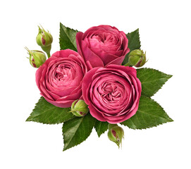 Wall Mural - red rose flowers, green leaves and buds in a floral arrangement isolated on white or transparent bac