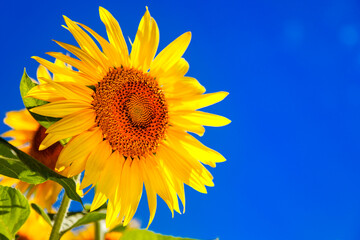 Agricultural field with yellow sunflowers against the sky with clouds.Sunflower field.Gold sunset. Sunflower closeup.Agrarian industry. flowers image