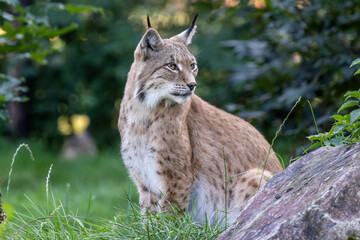 Wall Mural - Luchs