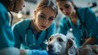 © kayudamar - Veterinarians Examining a Dog During a Checkup