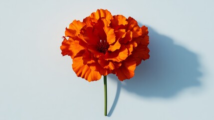 A vibrant orange flower with a thick, ruffled bloom and a green stem, casting a soft shadow on a light background.