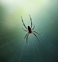 Poster - A dark spider web stands out against a light-colored background._00016_