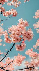 Poster - Pink Cherry Blossoms Blooming in Spring