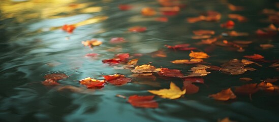 Poster - Autumn Leaves Flow In The Water Using For Background