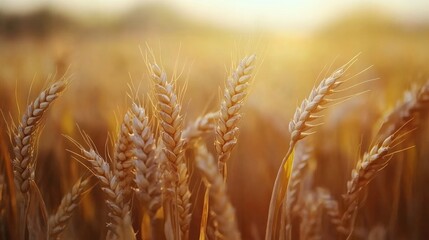 Aufkleber - Close up of mature wheat ears during autumn