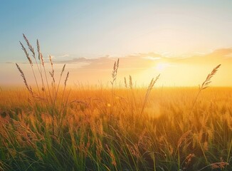 Poster - Field of wheat under blue sky with white clouds and bright sun