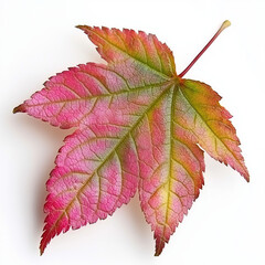 Japanese Maple Leaf Isolated