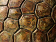 © sharafmaksumov - Turtle Shell Texture