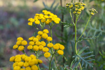 Medicinal plant tansy in the field on a summer day