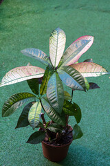 Croton plant with green leaves in pots