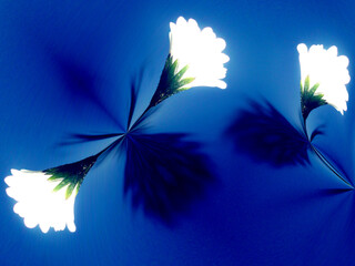 Poster - White flowers of Daisies on blue background with effect of shadow and light - abstract floral computer graphic. Topics: beauty of nature, gift, card, pattern, wallpaper, spring, blooming, summer