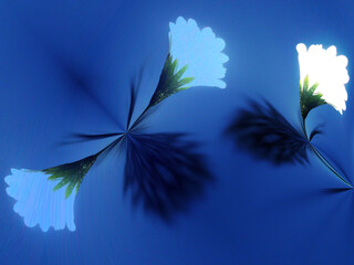 Poster - White flowers of Daisies on blue background with effect of shadow and light - abstract floral computer graphic. Topics: beauty of nature, gift, card, pattern, wallpaper, spring, blooming, summer