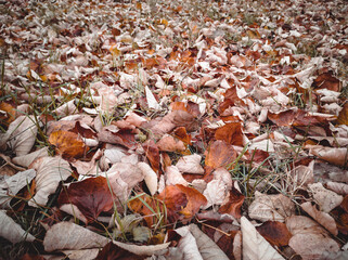 Multicolored fallen autumn leaves on the grass.