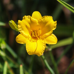 yellow daffodil flower