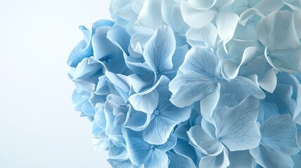 Wall Mural -   Close-up of blue and white hydrangea on white background with blue sky in backdrop