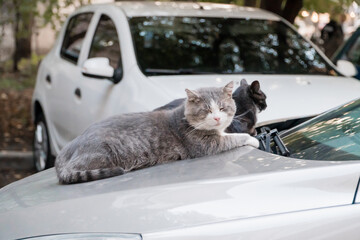 A Charming Gray Cat Relaxing on a Car Hood Amidst Lush Urban Surroundings