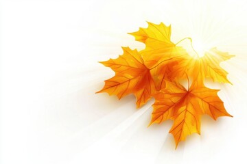 Wall Mural - Abstract autumn background with golden maple leaves and sun rays isolated on a white background Generative AI