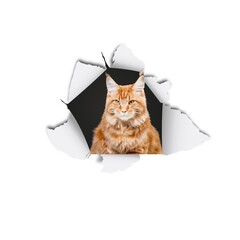 Tabby cute domestic cat tearing through paper background