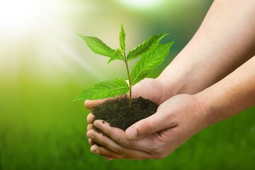 Wall Mural - Hands holding plant for growth, sustainability in agriculture.